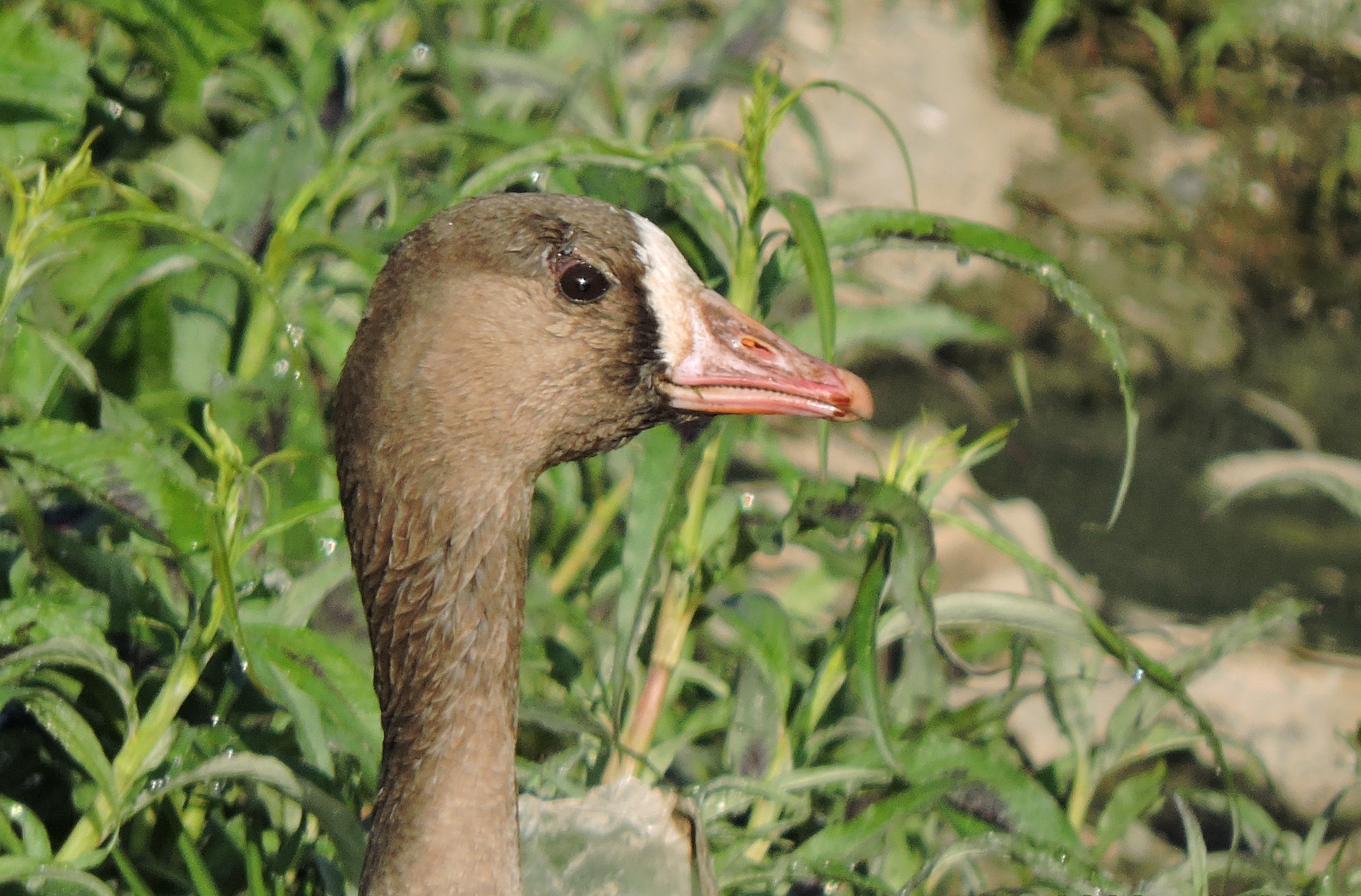 Greater White Fronted Goose (9).JPG